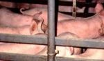Appel à un moratoire sur les élevages intensifs en Wallonie