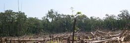 Lire la suite à propos de l’article Bonn : forêts et changements climatiques en débat