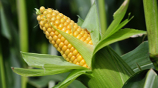 You are currently viewing Evaluation des OGM et pesticides: vers une approche systémique?