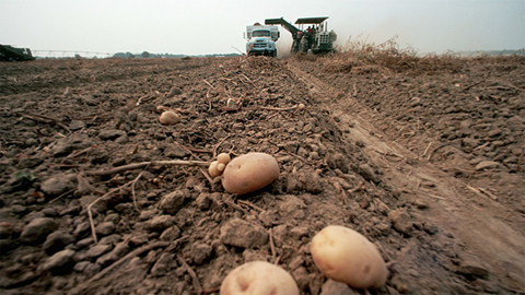 You are currently viewing Huit mois fermes : le cours de la patate OGM est au plus haut !
