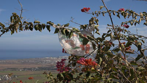 Lire la suite à propos de l’article La fin des sacs plastiques ?