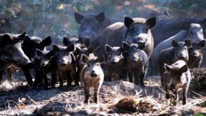 Lire la suite à propos de l’article Chasse – Vers un retour de l’élevage de sangliers en forêt