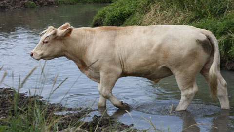 You are currently viewing les PGDH ou le principe d’immunité agricole