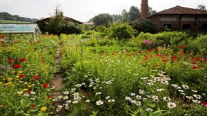 Lire la suite à propos de l’article Plaidoyer pour les petites fleurs