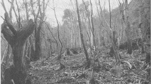 You are currently viewing Le champignon at the End of the World