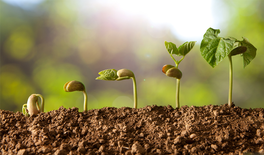 You are currently viewing Agriculture : des sillons plutôt conventionnels