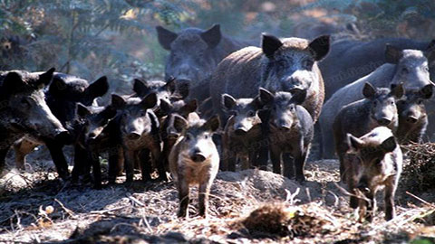 You are currently viewing Peste porcine africaine : quand les responsables se font passer pour les victimes !