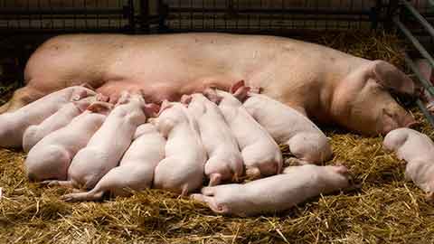 You are currently viewing Ce ne sont pas des porcs sains qu’il faut abattre, mais le modèle agro-industriel !