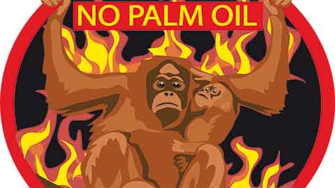 You are currently viewing Deux tiers des belges opposés à l’utilisation d’huile de palme dans les carburants automobiles