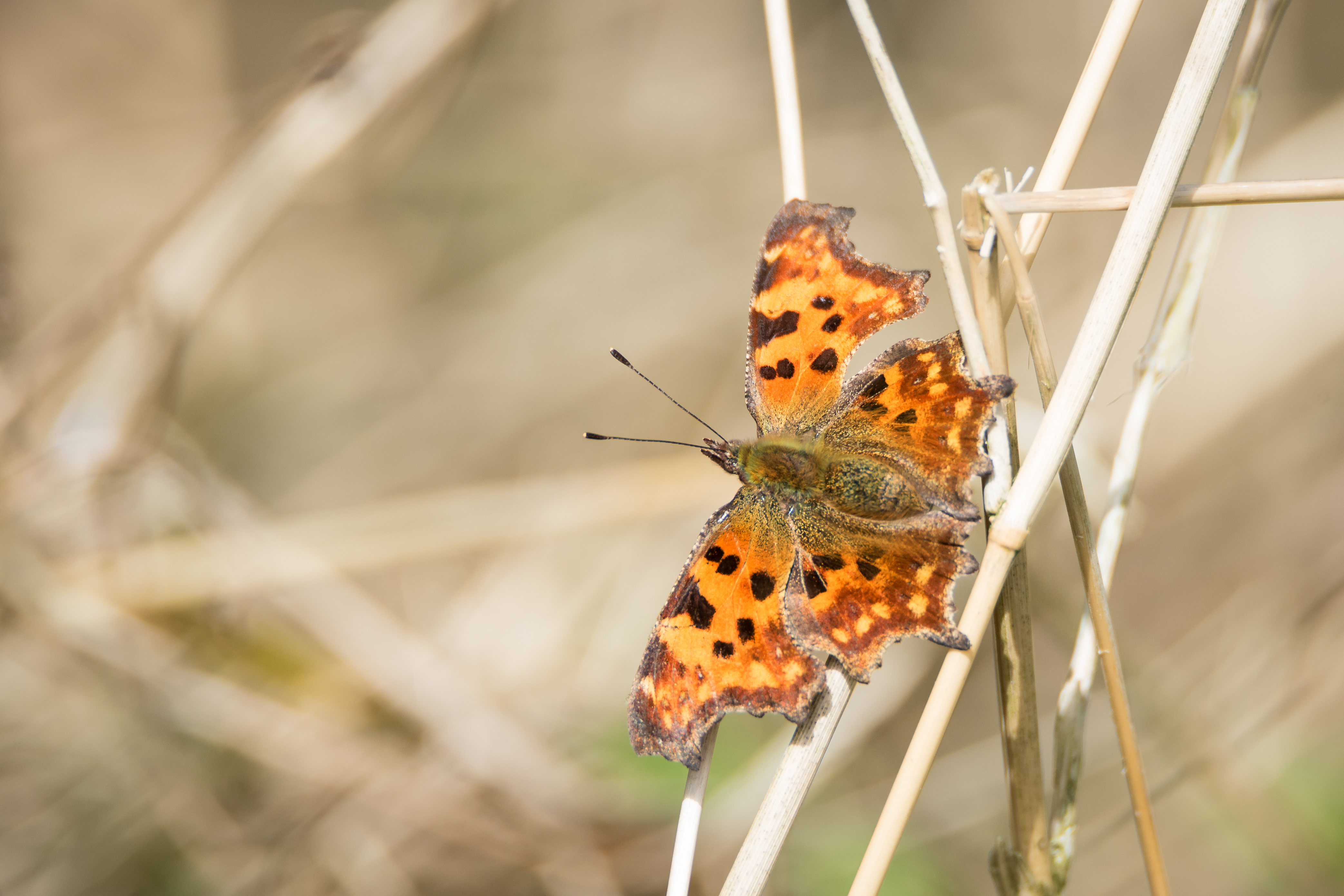 You are currently viewing Objectifs de développement durable : La société civile adresse ses revendications à la Belgique