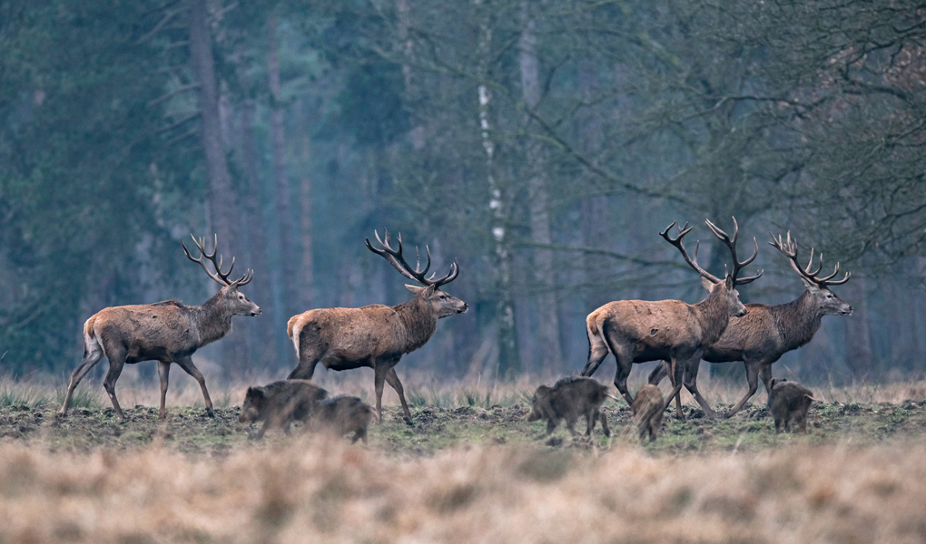 You are currently viewing Les dérives de la chasse en ligne de mire