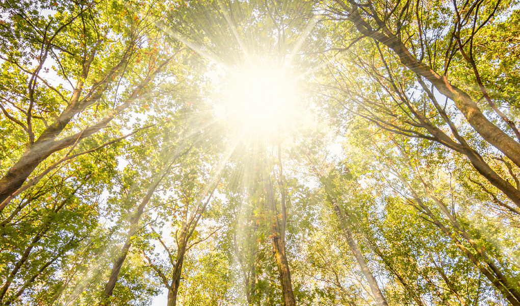 You are currently viewing 400 nouveaux arbres plantés à Namur