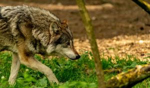 Lire la suite à propos de l’article Le loup au service de la biodiversité en Wallonie