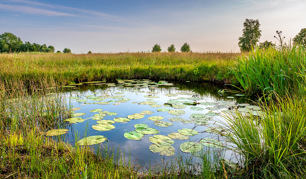 You are currently viewing Deux parcs nationaux en Wallonie : une bonne nouvelle pour la biodiversité et le tourisme