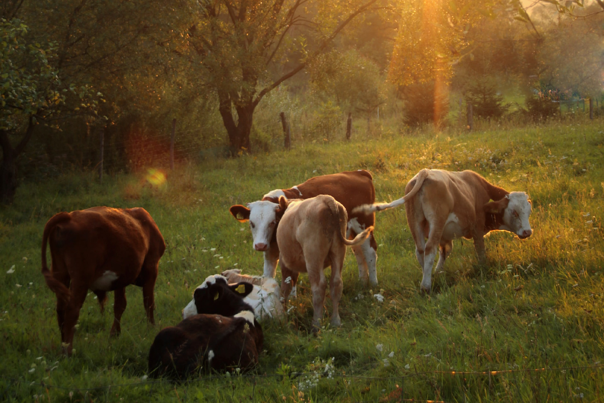 You are currently viewing C’Durable, le premier score d’impact environnemental des produits issus de filières bovines en Wallonie.