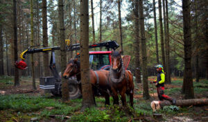Lire la suite à propos de l’article État des lieux sur le débardage au cheval dans les forêts wallonnes en 2023