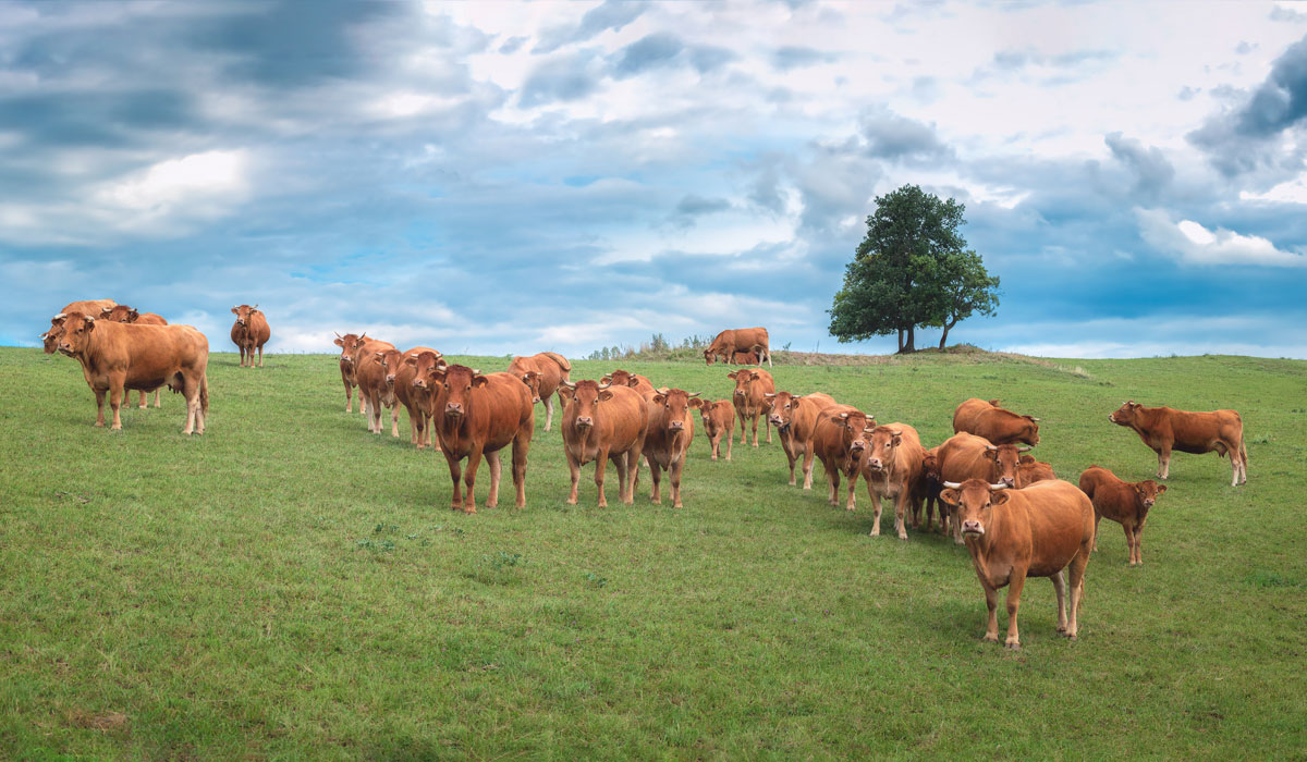 You are currently viewing On ne lâche rien : Petit guide anti-diversion à l’usage des agriculteur·ice·s