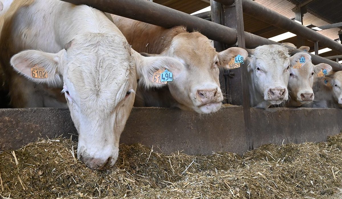 You are currently viewing Le Gouvernement wallon contre l’agriculture familiale ?