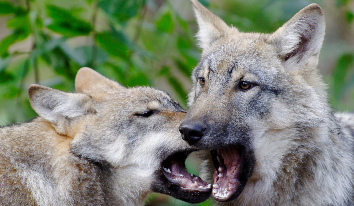 You are currently viewing Sus au loup !