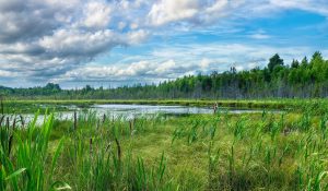 Lire la suite à propos de l’article Soutenir la régénération des milieux naturels et semi-naturels – Visites de terrain