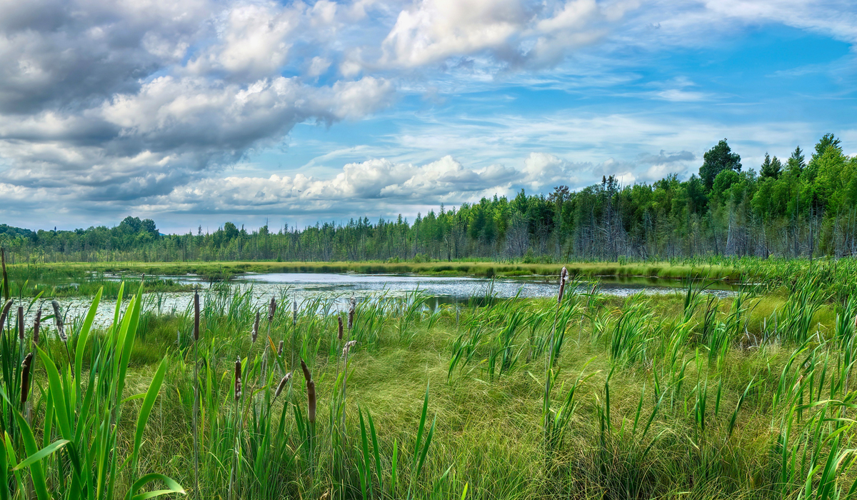 You are currently viewing Soutenir la régénération des milieux naturels et semi-naturels – Visites de terrain