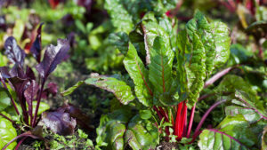 La “suffisance”: kesako ? Beta Vulgaris – Purple beetroot leaves in the permaculture count