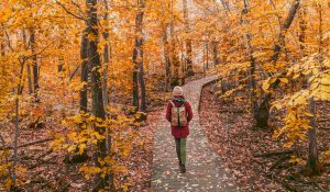 Lire la suite à propos de l’article La forêt, Big Pharma de demain ?