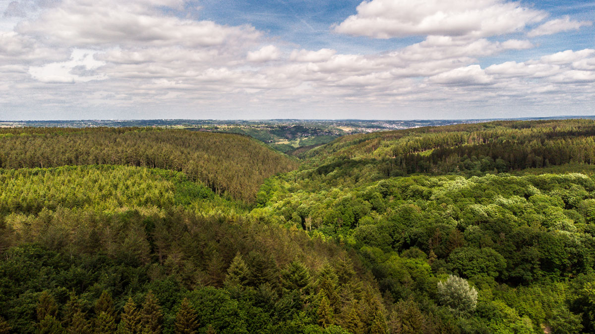 You are currently viewing Etat des lieux sur la santé des forêts wallonnes