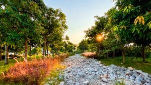 Lire la suite à propos de l’article Les jardins de pluie : un aménagement innovant