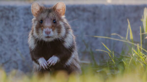 Lire la suite à propos de l’article L’affaire Hamster, un nouveau précédent judiciaire en faveur de la protection de la biodiversité