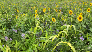 Lire la suite à propos de l’article Séance inaugurale des États généraux de la Protection des Cultures : un compte-rendu